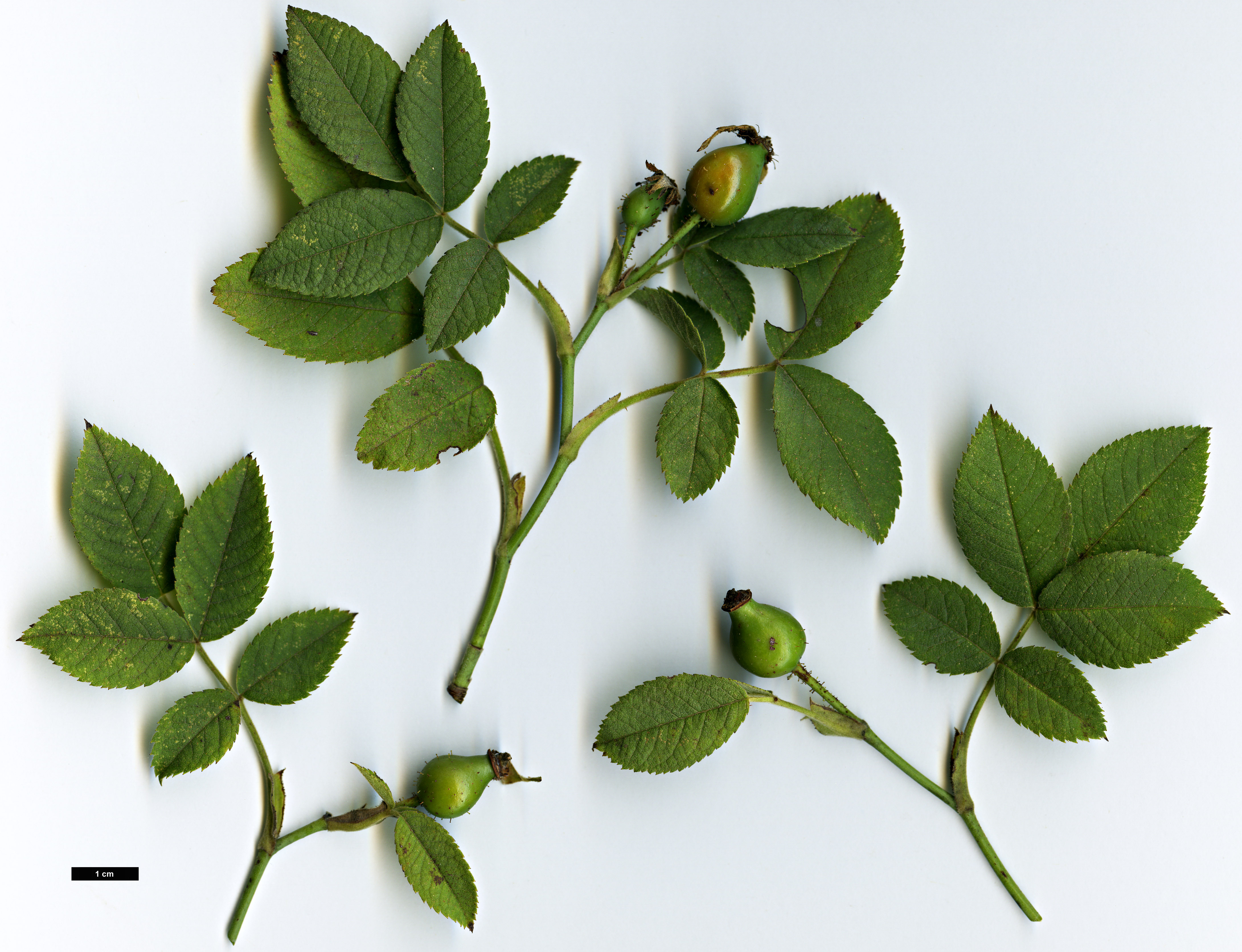 High resolution image: Family: Rosaceae - Genus: Rosa - Taxon: tomentosa High resolution image: Family: Rosaceae - Genus: Rosa - Taxon: tomentosa